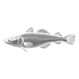 Illustration of Pacific Cod by Marder Seafood