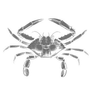 Illustration of Blue Swimmer Crab by Marder Seafood