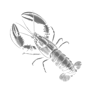 Illustration of North Atlantic Lobster by Marder Seafood