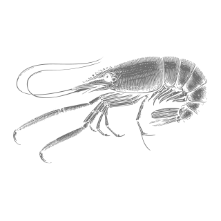 Illustration of Wild Gulf Shrimp by Marder Seafood