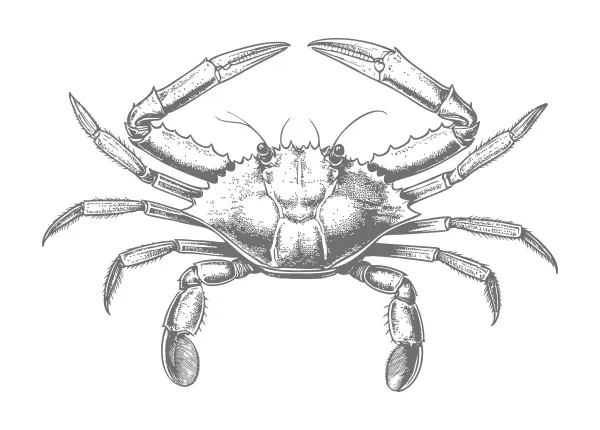 Crab illustration representing Blue Swimmer Crab by Marder Seafood