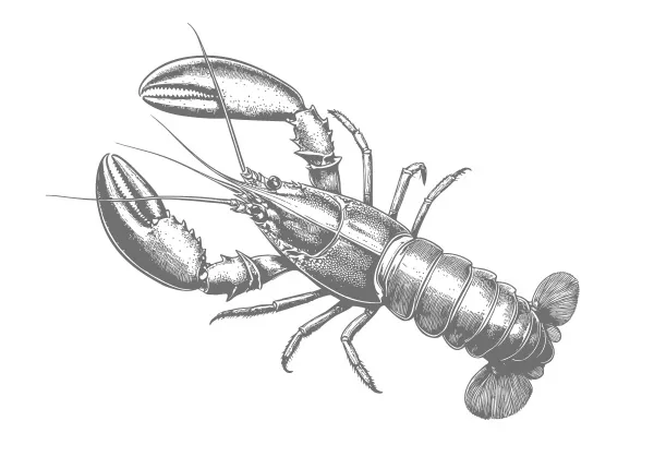 Lobster illustration representing North Atlantic Lobster by Marder Seafood