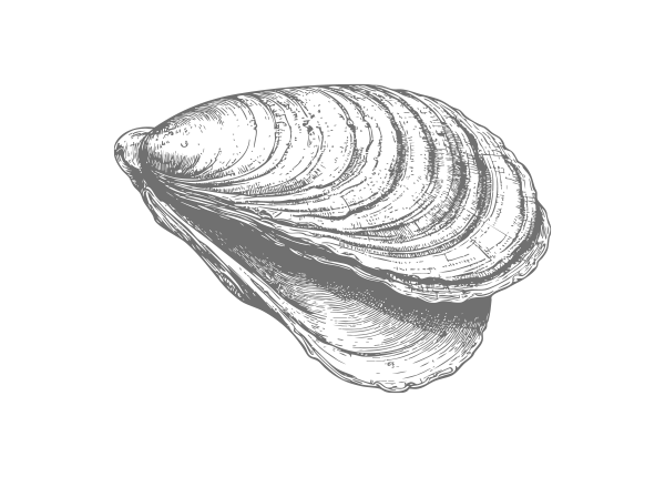 Lobster illustration representing North Atlantic Lobster by Marder Seafood