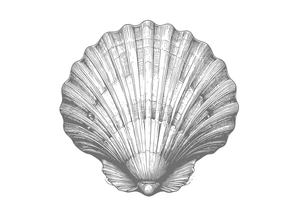 Scallop shell illustration representing wild-caught scallops by Marder Seafood