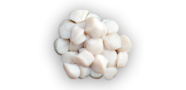 Fresh and Frozen Scallops