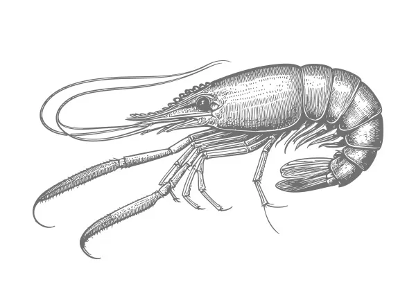 Shrimp illustration representing wild-caught Gulf Shrimp by Marder Seafood