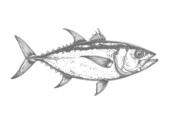 Yellowfin Tuna illustration