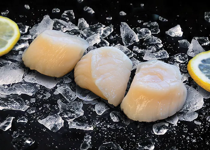 Fresh Wholesale Scallops from Marder Seafood – Sustainably Sourced